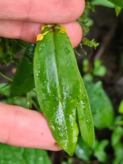 Pleurothallis dibolia