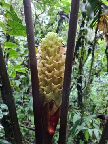 Calathea guzmanioides (Calathea guzmanioides)