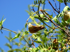 Philibertia gilliesii