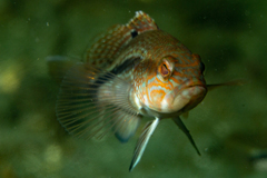 Black Sea Bass photo 5