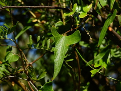 Philibertia gilliesii