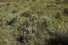 Artemisia afra
