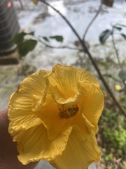 Hibiscus tiliaceus