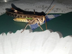 Rhammatocerus pictus