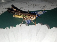 Rhammatocerus pictus