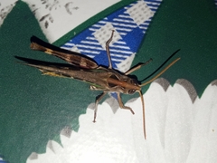 Rhammatocerus pictus