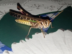 Rhammatocerus pictus