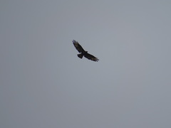 Buteo buteo