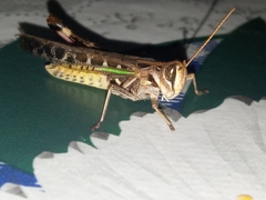 Rhammatocerus pictus