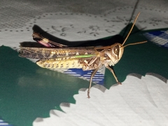 Rhammatocerus pictus