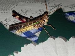 Rhammatocerus pictus