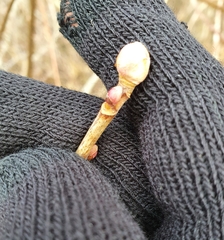 Cecidophyopsis ribis