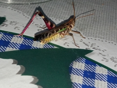 Rhammatocerus pictus