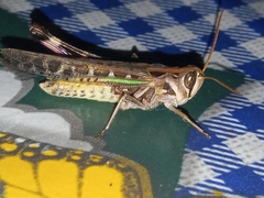 Rhammatocerus pictus