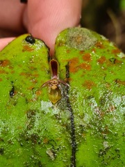 Pleurothallis convexa