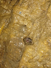 Geosesarma noduliferum