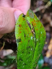 Pleurothallis convexa