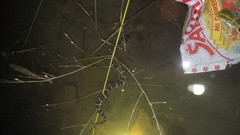 Homalopsis buccata