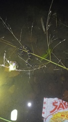 Homalopsis buccata