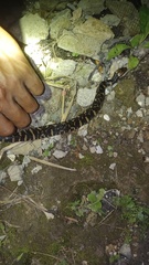 Homalopsis buccata