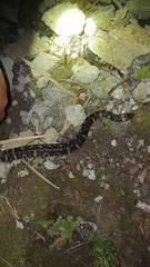 Homalopsis buccata