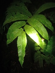 Abacopteris repanda