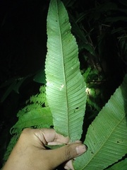 Abacopteris repanda