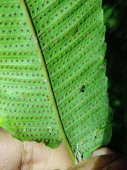 Abacopteris repanda