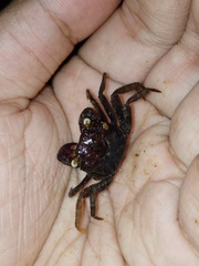 Geosesarma noduliferum