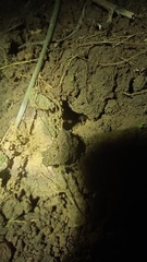 Geosesarma noduliferum