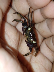 Geosesarma noduliferum