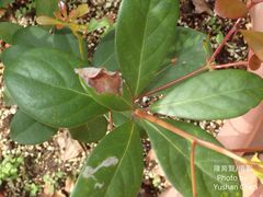Machilus obovatifolia