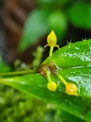 Pleurothallis dibolia