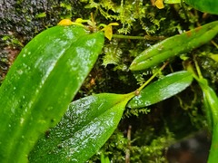 Pleurothallis dibolia