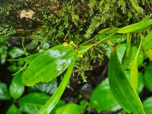 Pleurothallis dibolia, photograph 3