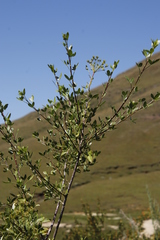 Polemannia simplicior