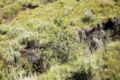 Polemannia simplicior