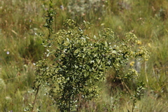 Polemannia simplicior