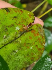 Pleurothallis convexa