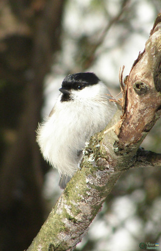 Mésange nonnette