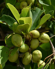 Terminalia melanocarpa