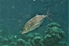 Flavocaranx bajad