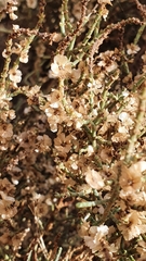 Salsoleae
