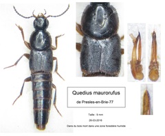 Quedius maurorufus
