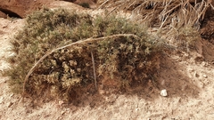 Salsoleae