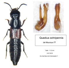 Quedius ochripennis