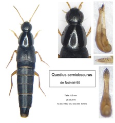 Quedius semiobscurus