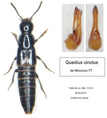 Quedius cinctus