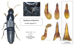 Quedius curtipennis