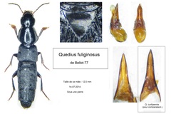 Quedius fuliginosus